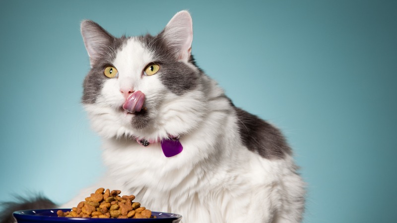 Meilleure nourriture pour chat